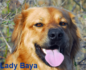 Hovawart blondmarken Baya